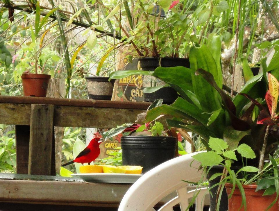 Pousada Beehouse Paranagua Exterior photo